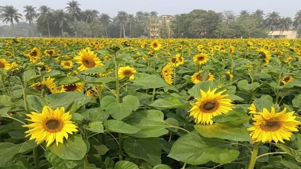 মাঠ জুড়ে সূর্যমুখী ফুল বাড়িয়েছে প্রাকৃতির সৌন্দর্য