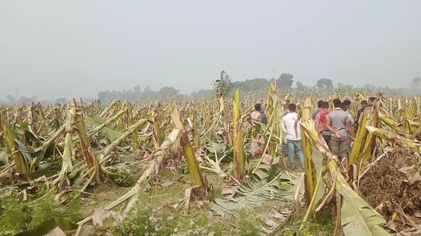 গাংনীতে রাতের আধারে ৬ বিঘা জমির কলা গাছ কর্তন