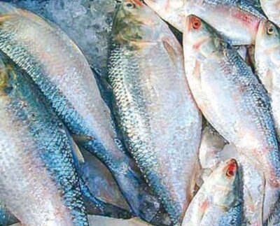 নদীতে ইলিশের দেখা মিলছে না কেন