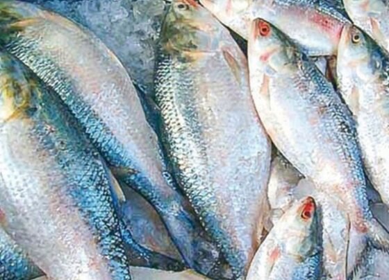 নদীতে ইলিশের দেখা মিলছে না কেন