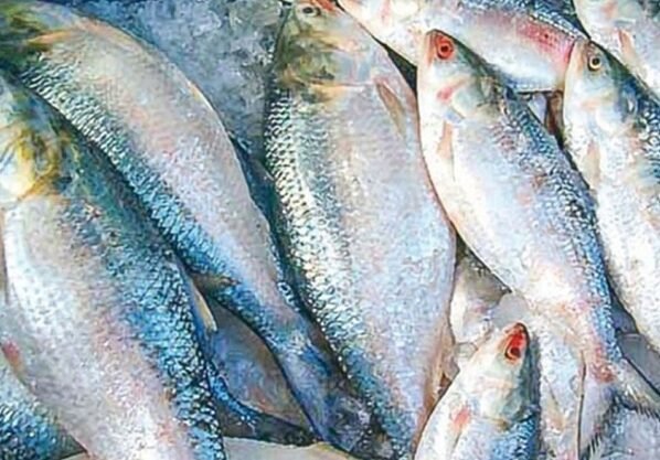 নদীতে ইলিশের দেখা মিলছে না কেন