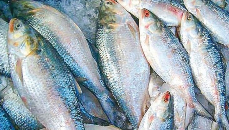 নদীতে ইলিশের দেখা মিলছে না কেন