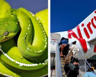 বিমানে সাপ, দুই ঘণ্টা বিলম্ব ফ্লাইটে