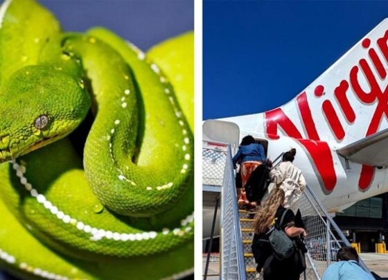 বিমানে সাপ, দুই ঘণ্টা বিলম্ব ফ্লাইটে