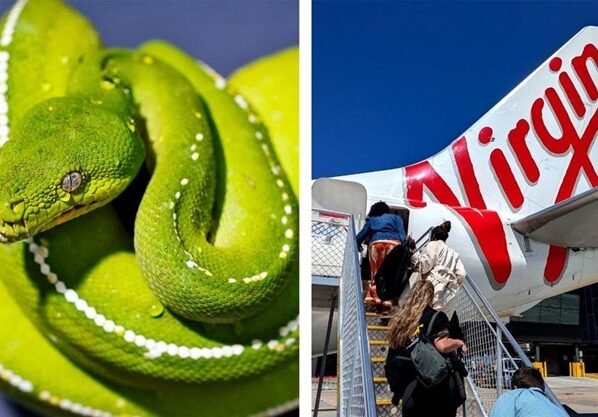 বিমানে সাপ, দুই ঘণ্টা বিলম্ব ফ্লাইটে