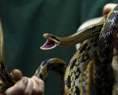 ফের ভারতগামী বিমানে সাপ