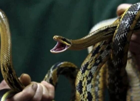 ফের ভারতগামী বিমানে সাপ