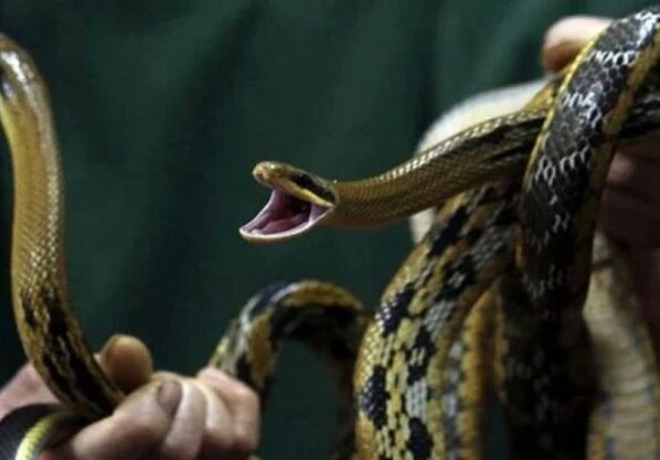 ফের ভারতগামী বিমানে সাপ