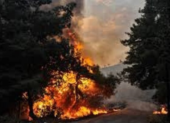 সিরিয়ায় ৪ দিনের দাবানলে ছাইয়ে পরিণত ১০ হাজার হেক্টর বনভূমি