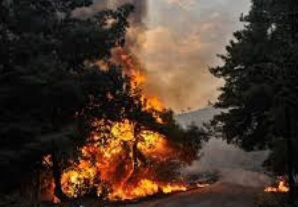 সিরিয়ায় ৪ দিনের দাবানলে ছাইয়ে পরিণত ১০ হাজার হেক্টর বনভূমি