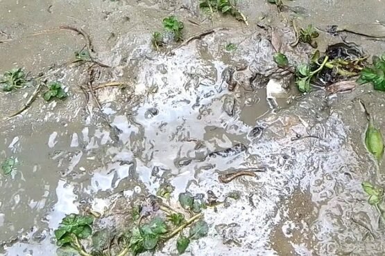 মেহেরপুরে ভৈরব নদীতে ভাসছে তেলজাতীয় পদার্থ