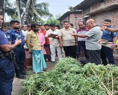 মুজিবনগরে গাঁজার গাছসহ একজন আটক