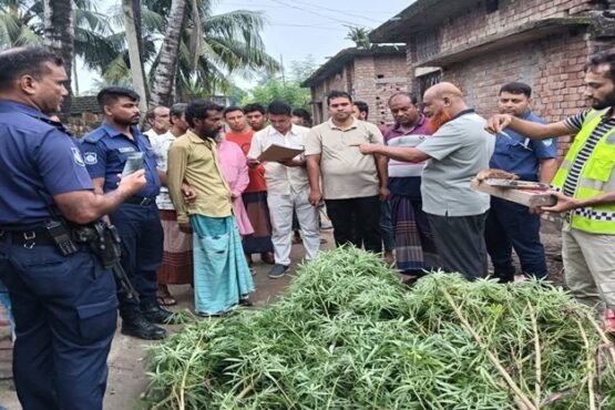 মুজিবনগরে গাঁজার গাছসহ একজন আটক