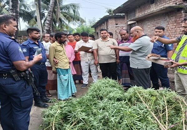 মুজিবনগরে গাঁজার গাছসহ একজন আটক