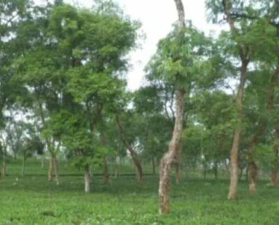 বেড়েছে চা পাতার দাম,তবুও চিন্তার শেষ নাই পঞ্চগড়ের চাষিদের