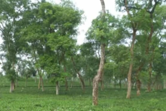 বেড়েছে চা পাতার দাম,তবুও চিন্তার শেষ নাই পঞ্চগড়ের চাষিদের