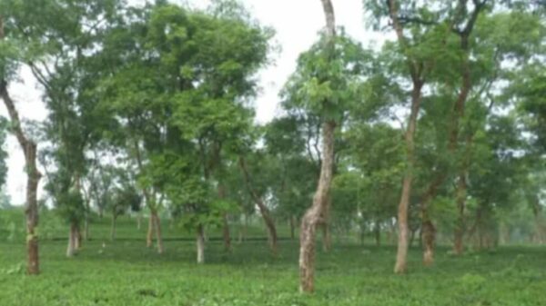 বেড়েছে চা পাতার দাম,তবুও চিন্তার শেষ নাই পঞ্চগড়ের চাষিদের