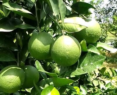 মেহেরপুরে জনপ্রিয় হচ্ছে সবুজ মাল্টা চাষ