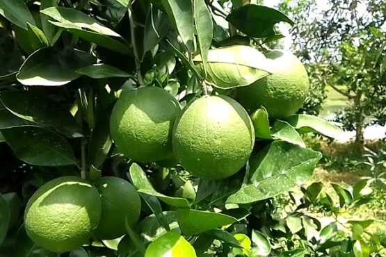 মেহেরপুরে জনপ্রিয় হচ্ছে সবুজ মাল্টা চাষ