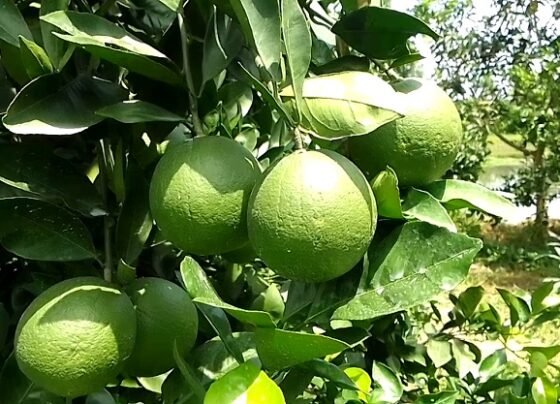 মেহেরপুরে জনপ্রিয় হচ্ছে সবুজ মাল্টা চাষ