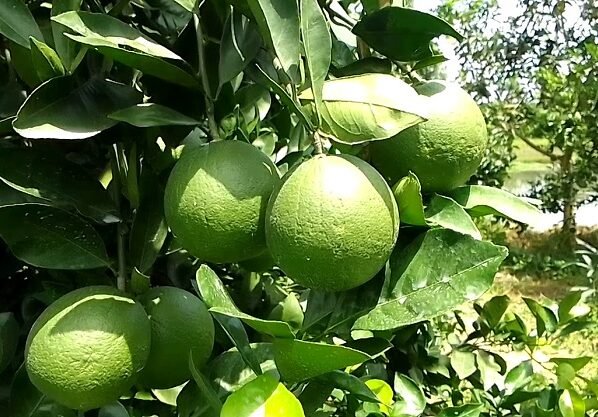 মেহেরপুরে জনপ্রিয় হচ্ছে সবুজ মাল্টা চাষ