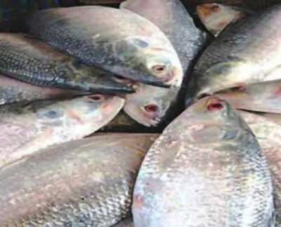 পশ্চিমবঙ্গে গেল বাংলাদেশের ৩৭.৪৬ মেট্রিক টন  ইলিশ