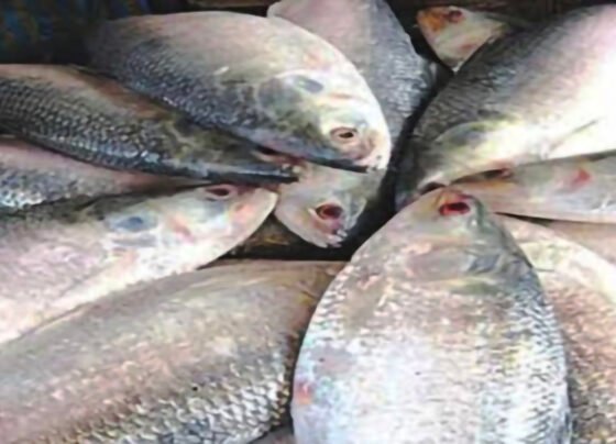 পশ্চিমবঙ্গে গেল বাংলাদেশের ৩৭.৪৬ মেট্রিক টন  ইলিশ