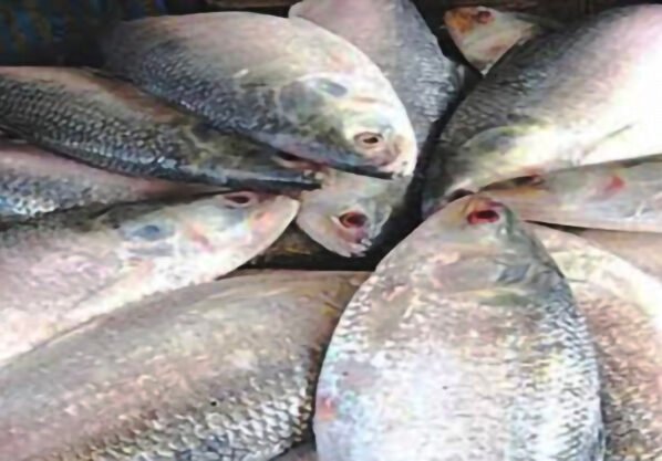 পশ্চিমবঙ্গে গেল বাংলাদেশের ৩৭.৪৬ মেট্রিক টন  ইলিশ