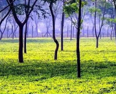 পঞ্চগড়ে নিয়ম বহিঃর্ভূত ভাবে চলছে চা নিলামের প্রস্তুতি, মানা হচ্ছে না প্রক্রিয়া