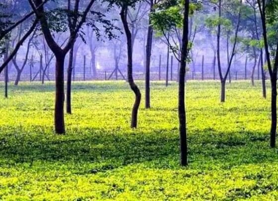 পঞ্চগড়ে নিয়ম বহিঃর্ভূত ভাবে চলছে চা নিলামের প্রস্তুতি, মানা হচ্ছে না প্রক্রিয়া