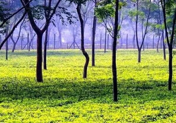 পঞ্চগড়ে নিয়ম বহিঃর্ভূত ভাবে চলছে চা নিলামের প্রস্তুতি, মানা হচ্ছে না প্রক্রিয়া