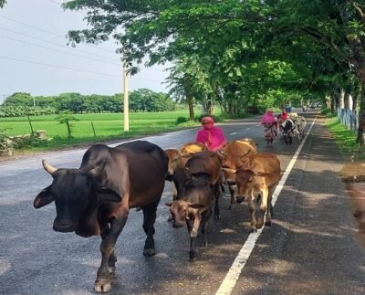 কর্মক্ষেত্রে বাড়ছে নারীর অংশগ্রহণ-নিজের পায়ে দাঁড়াচ্ছে গ্রামের নারীও