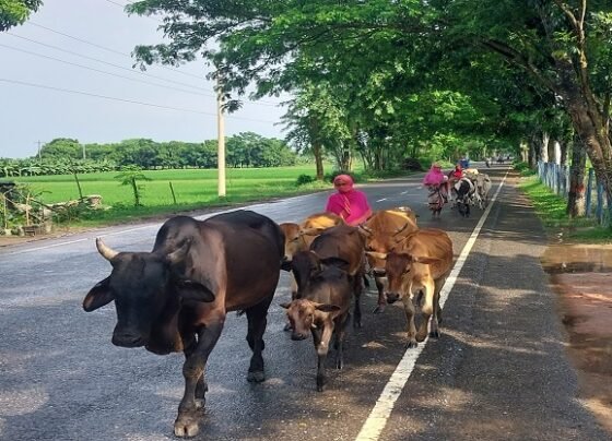 কর্মক্ষেত্রে বাড়ছে নারীর অংশগ্রহণ-নিজের পায়ে দাঁড়াচ্ছে গ্রামের নারীও