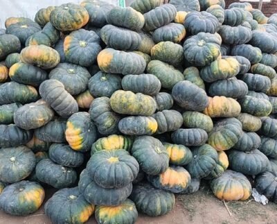 আলীকদমে পাহাড়ি কৃষকদের জীবনে নতুন সম্ভাবনা মিষ্টি কুমড়া চাষ