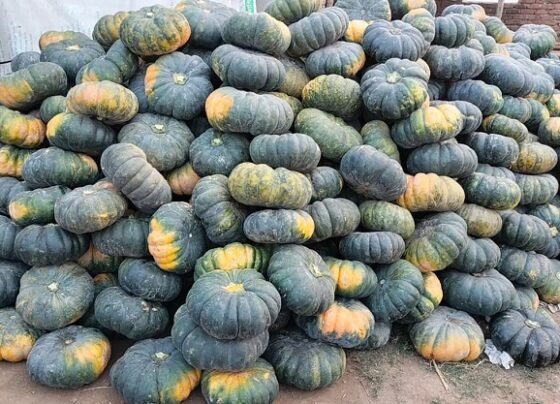 আলীকদমে পাহাড়ি কৃষকদের জীবনে নতুন সম্ভাবনা মিষ্টি কুমড়া চাষ