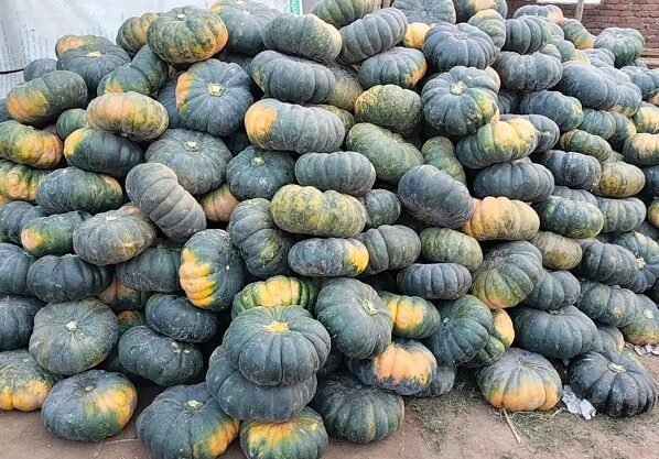 আলীকদমে পাহাড়ি কৃষকদের জীবনে নতুন সম্ভাবনা মিষ্টি কুমড়া চাষ