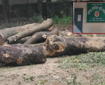 ঠাকুরগাঁওয়ে টেন্ডার ছাড়াই সরকারী গাছ কর্তন