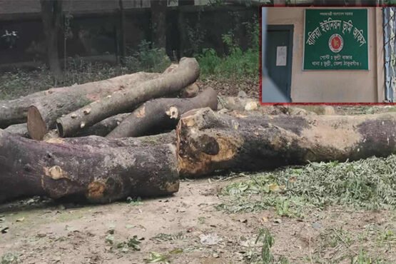 ঠাকুরগাঁওয়ে টেন্ডার ছাড়াই সরকারী গাছ কর্তন