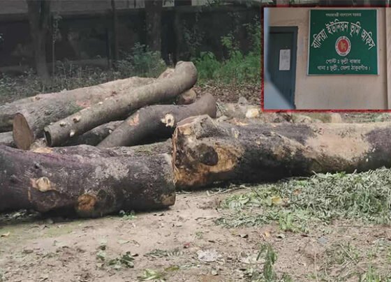 ঠাকুরগাঁওয়ে টেন্ডার ছাড়াই সরকারী গাছ কর্তন