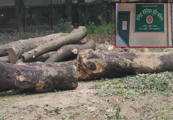 ঠাকুরগাঁওয়ে টেন্ডার ছাড়াই সরকারী গাছ কর্তন