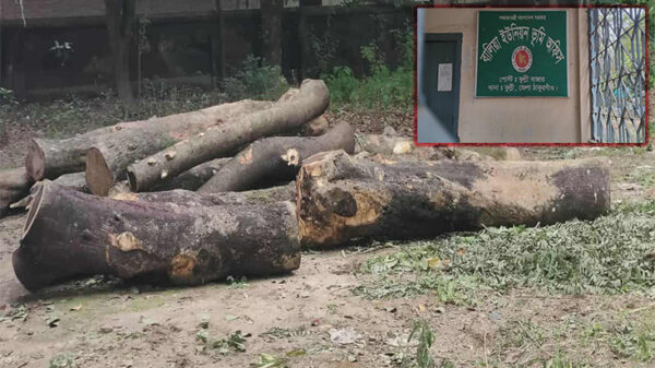 ঠাকুরগাঁওয়ে টেন্ডার ছাড়াই সরকারী গাছ কর্তন