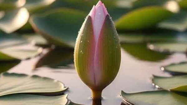 শাপলা কলি প্রতীকেই ৩০০ আসনে প্রার্থী দেবে এনসিপি