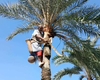 ঠাকুরগাঁওয়ে শুরু হয়েছে খেজুরের রস থেকে গুড় তৈরির মৌসুম