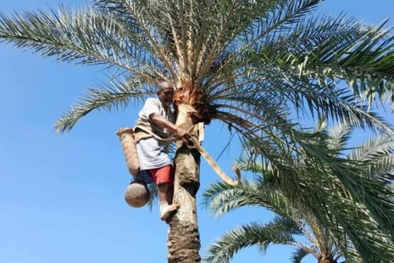 ঠাকুরগাঁওয়ে শুরু হয়েছে খেজুরের রস থেকে গুড় তৈরির মৌসুম