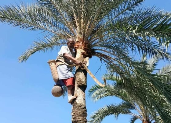 ঠাকুরগাঁওয়ে শুরু হয়েছে খেজুরের রস থেকে গুড় তৈরির মৌসুম