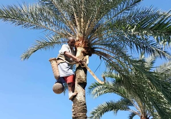 ঠাকুরগাঁওয়ে শুরু হয়েছে খেজুরের রস থেকে গুড় তৈরির মৌসুম