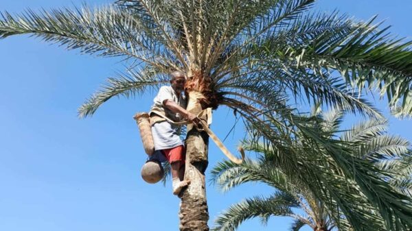 ঠাকুরগাঁওয়ে শুরু হয়েছে খেজুরের রস থেকে গুড় তৈরির মৌসুম