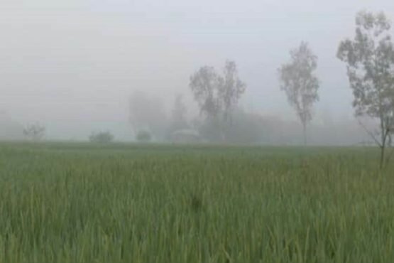 শীতের শুরুতেই কুয়াশায় ঢাকা পড়ছে উত্তরের জেলা পঞ্চগড়