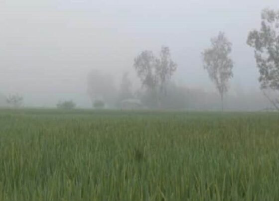 শীতের শুরুতেই কুয়াশায় ঢাকা পড়ছে উত্তরের জেলা পঞ্চগড়