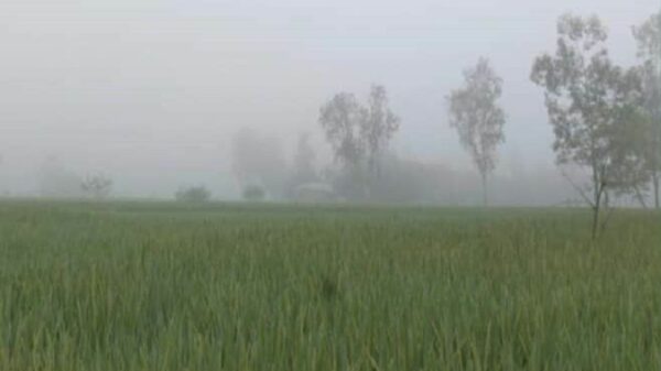 শীতের শুরুতেই কুয়াশায় ঢাকা পড়ছে উত্তরের জেলা পঞ্চগড়